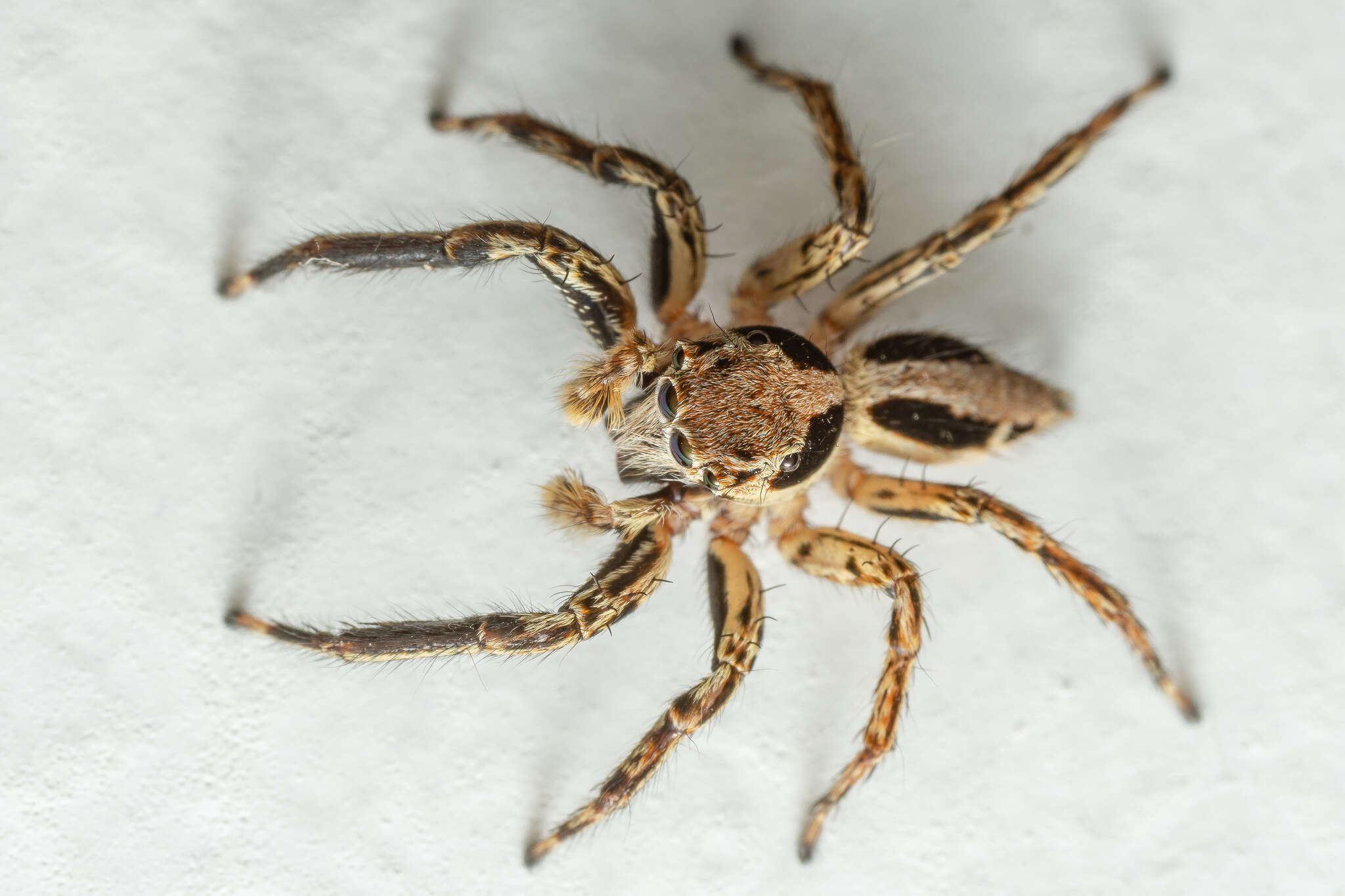 Image of Jumping spider