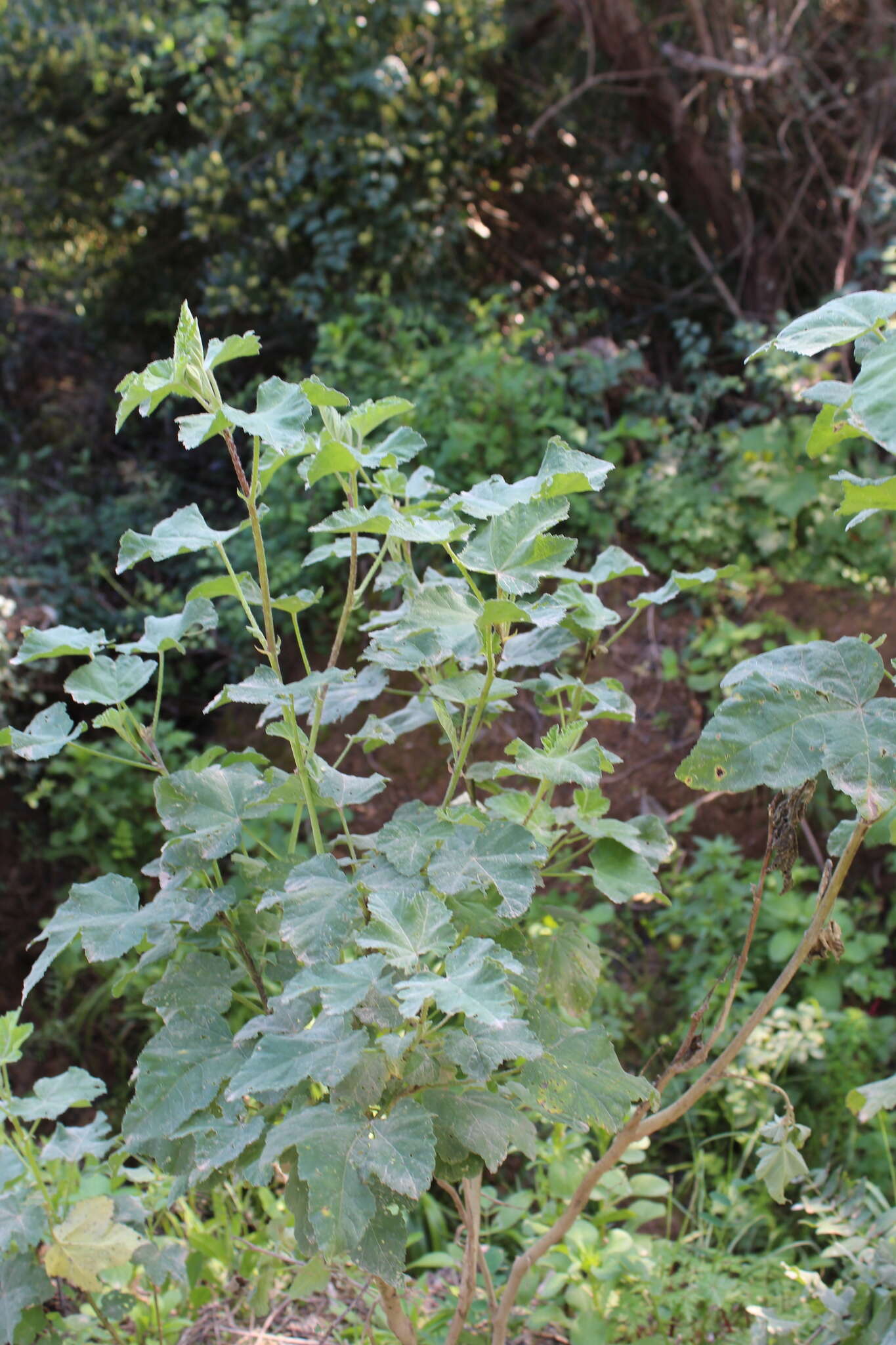 Image of Malva olbia (L.) Alef.