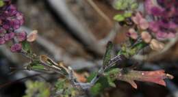 Sivun Lepidium papillosum F. Muell. kuva