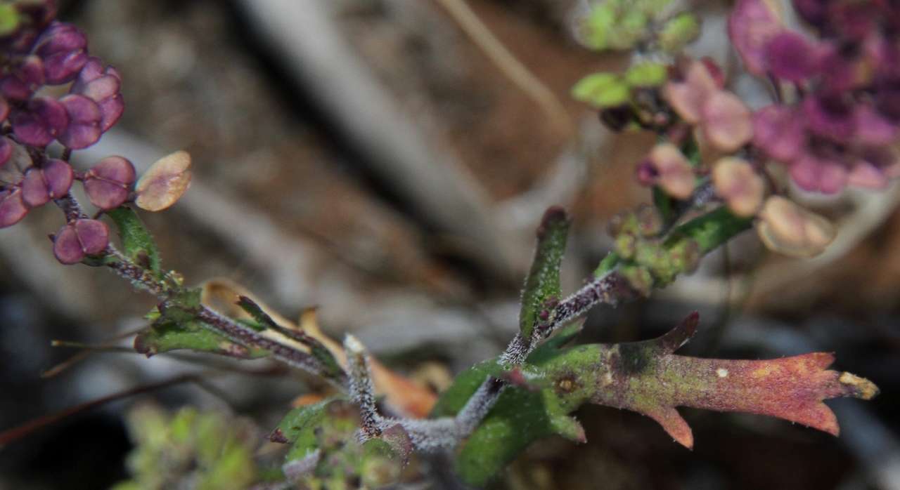 Image of Lepidium papillosum F. Muell.