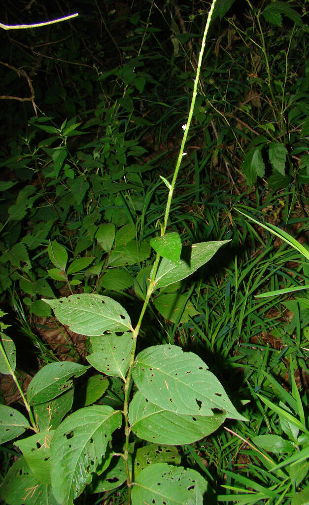 Image de Persicaria virginiana (L.) Gaertner