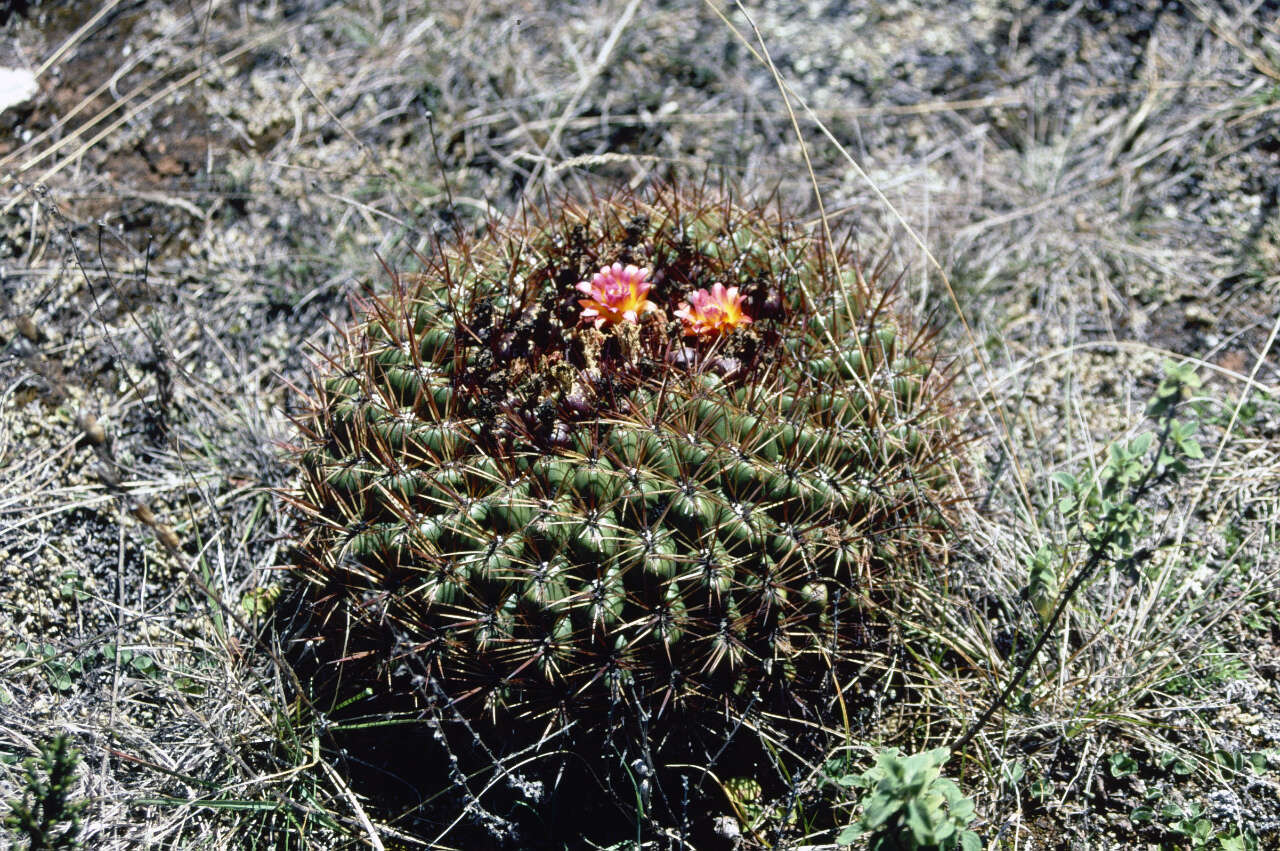 Image of Oroya peruviana (K. Schum.) Britton & Rose