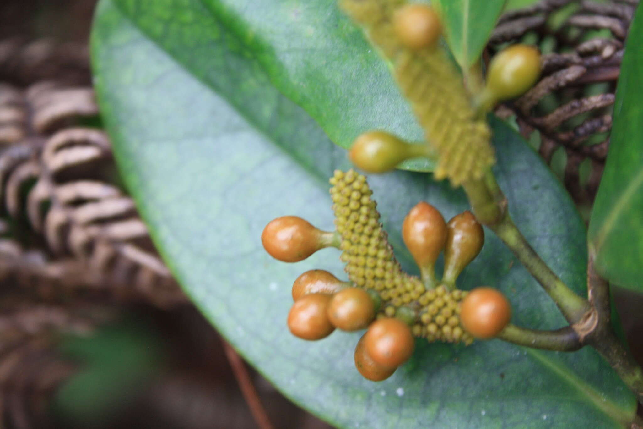 Image of Piper pachyphyllum Baker