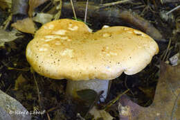 Imagem de Hygrophorus nemoreus (Pers.) Fr. 1838