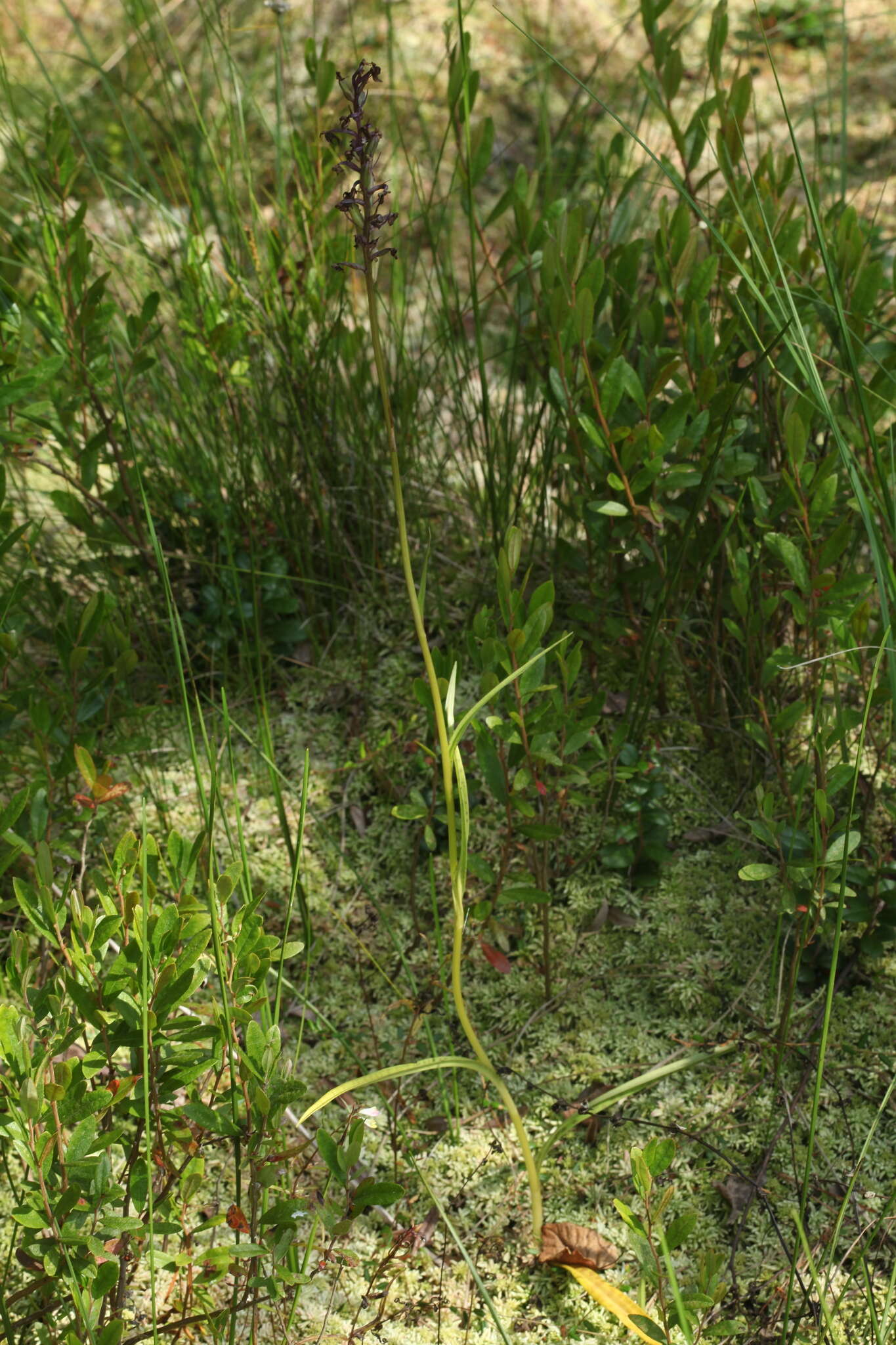 Image of Dactylorhiza traunsteineri subsp. curvifolia (F. Nyl.) Soó