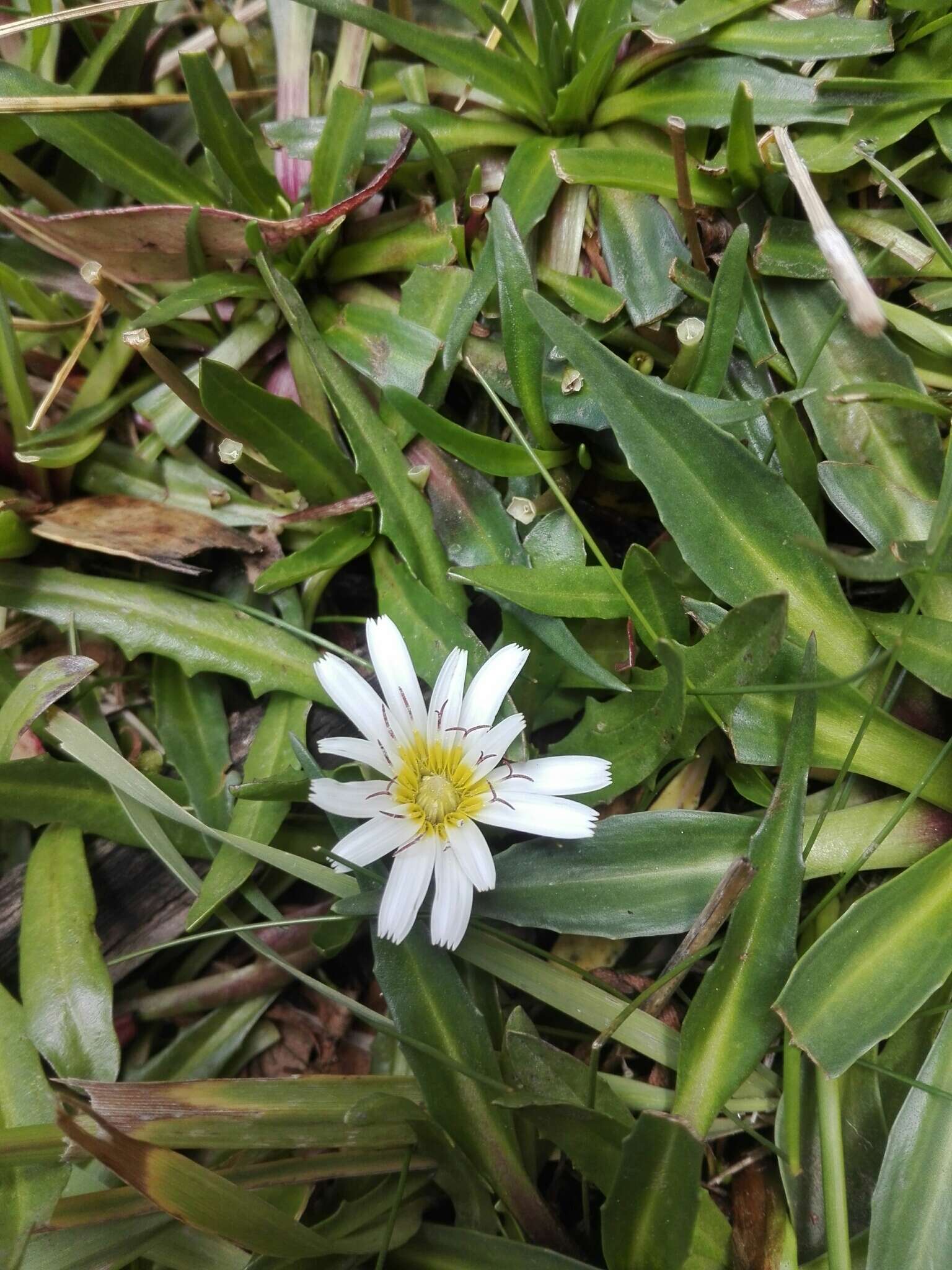 Image of Hypochaeris taraxacoides (Meyen & Walp.) Ball