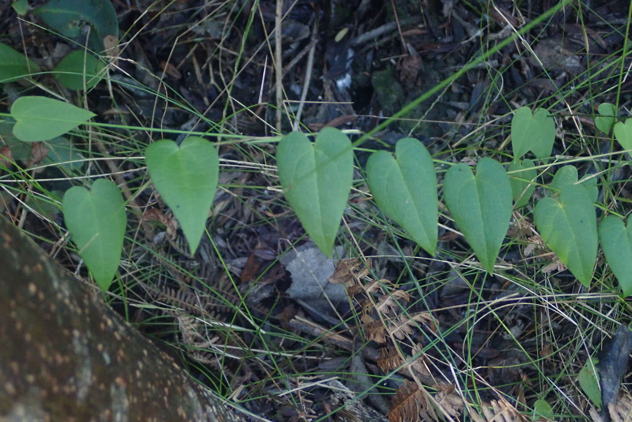 صورة Dioscorea burchellii Baker