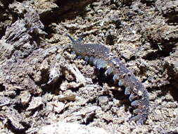 Imagem de Austroperipatus aequabilis Reid 1996