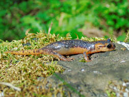 Image of Lyciasalamandra fazilae (Basoglu & Atatür 1975)