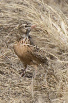 Image of Pink-billed Lark