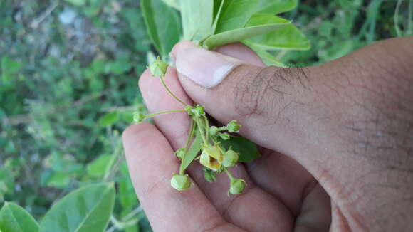 Image of <i>Vincetoxicum indicum</i>