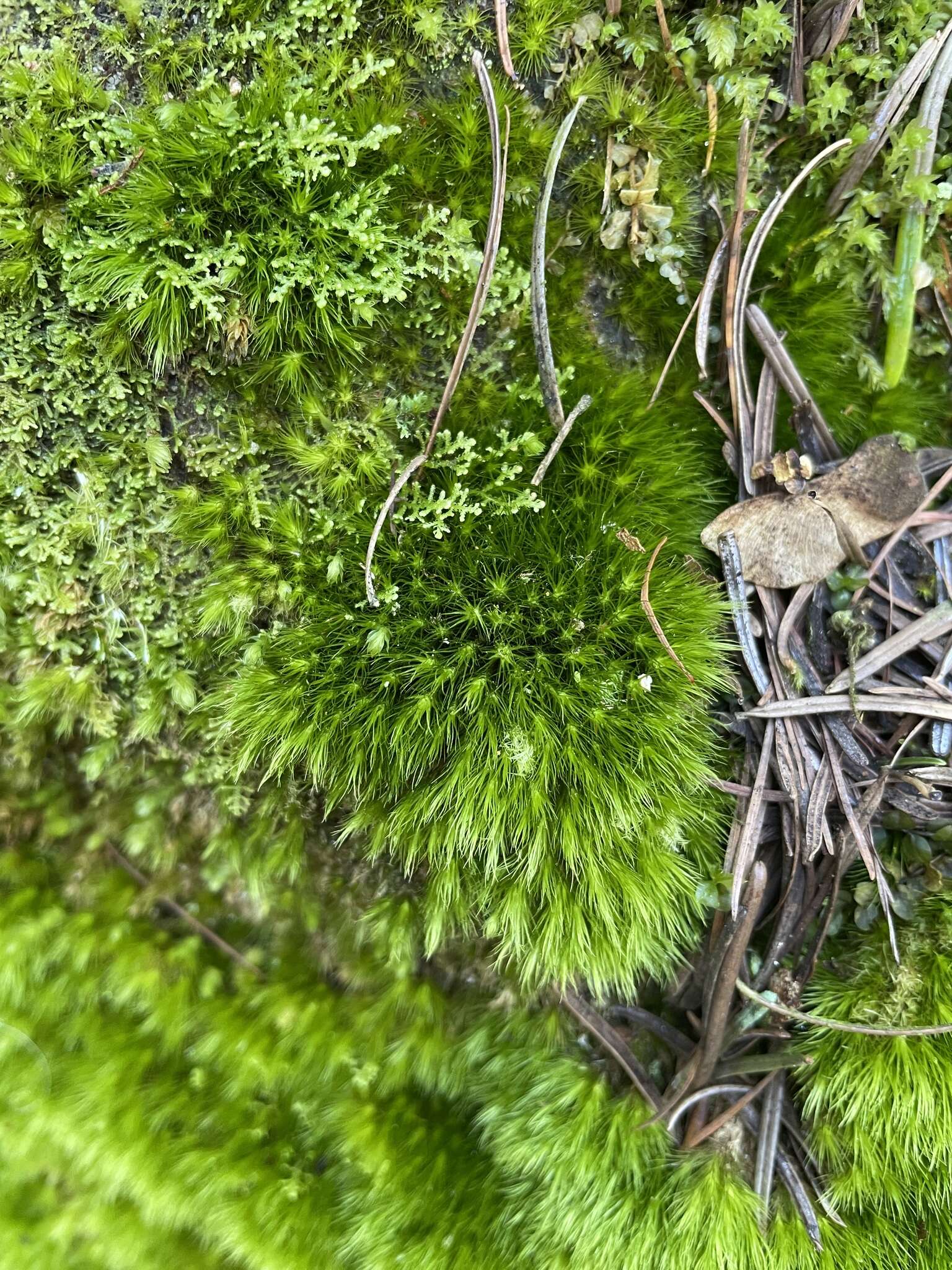 Image of brittle swan-neck moss