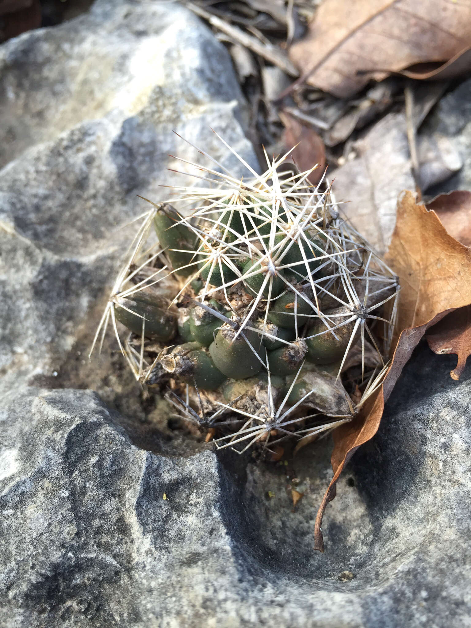 Image of pineapple cactus