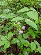 Image of largeleaf phlox