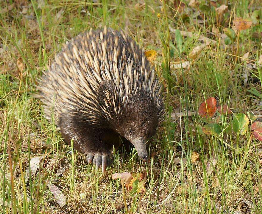 Image of Short-beaked Echidnas