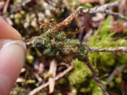 Image of tree polychidium lichen