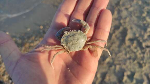 Liocarcinus vernalis (Risso 1827) resmi