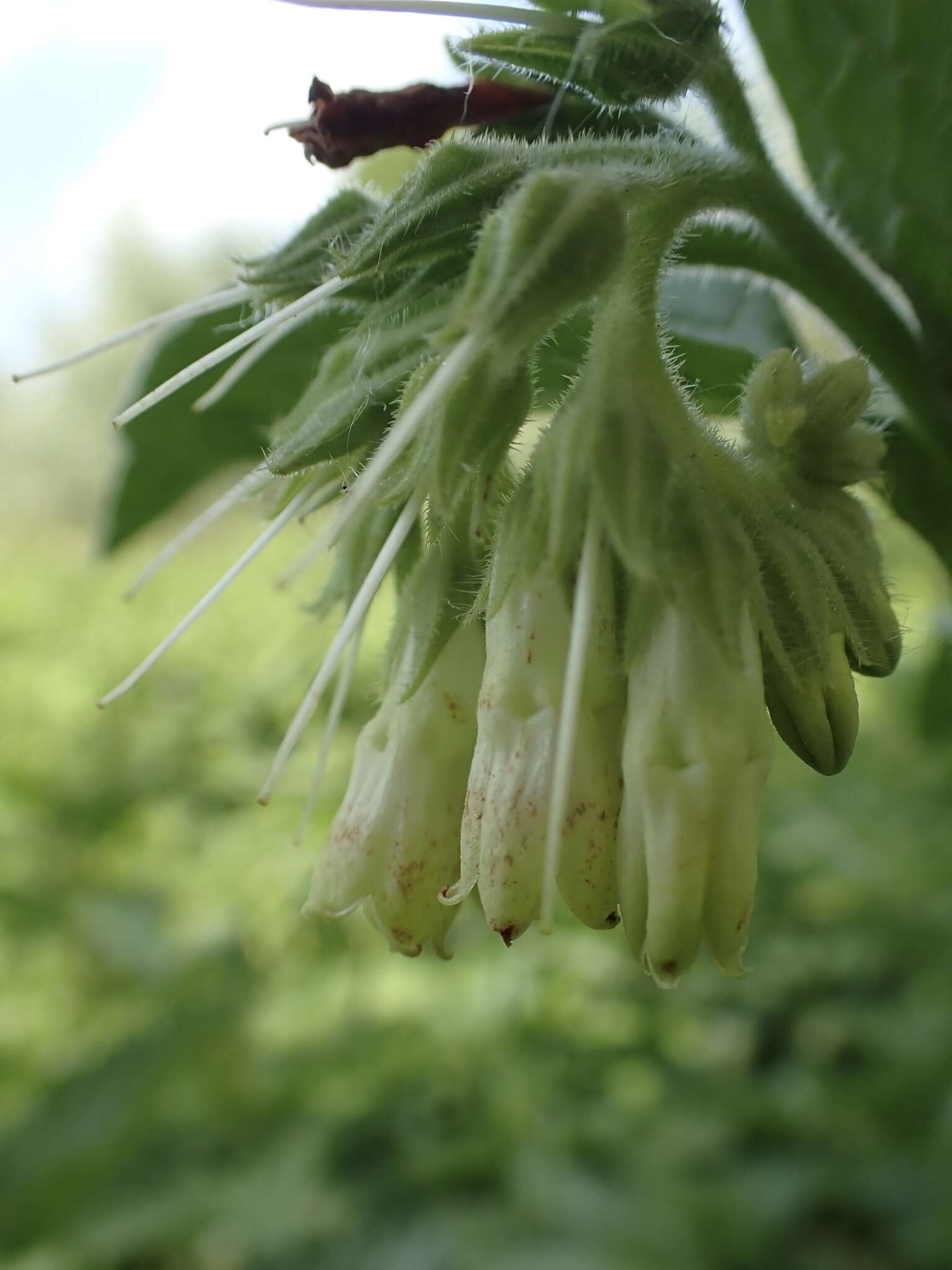 Image of Symphytum officinale subsp. bohemicum (F. W. Schmidt) Celak.