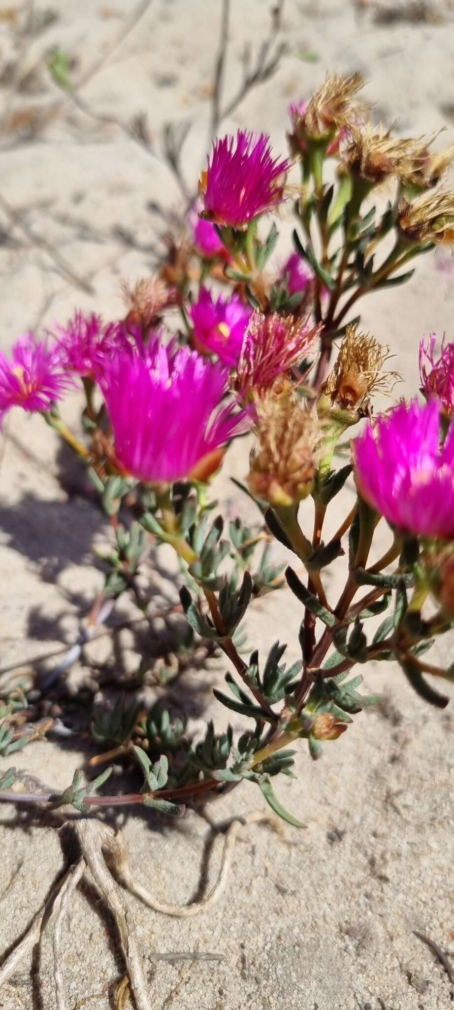 Image of Lampranthus stenopetalus (L. Bol.) N. E. Br.