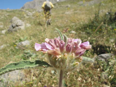 Plancia ëd Phlomis rigida Labill.