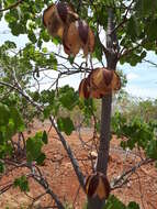 Imagem de Cochlospermum fraseri Planch.