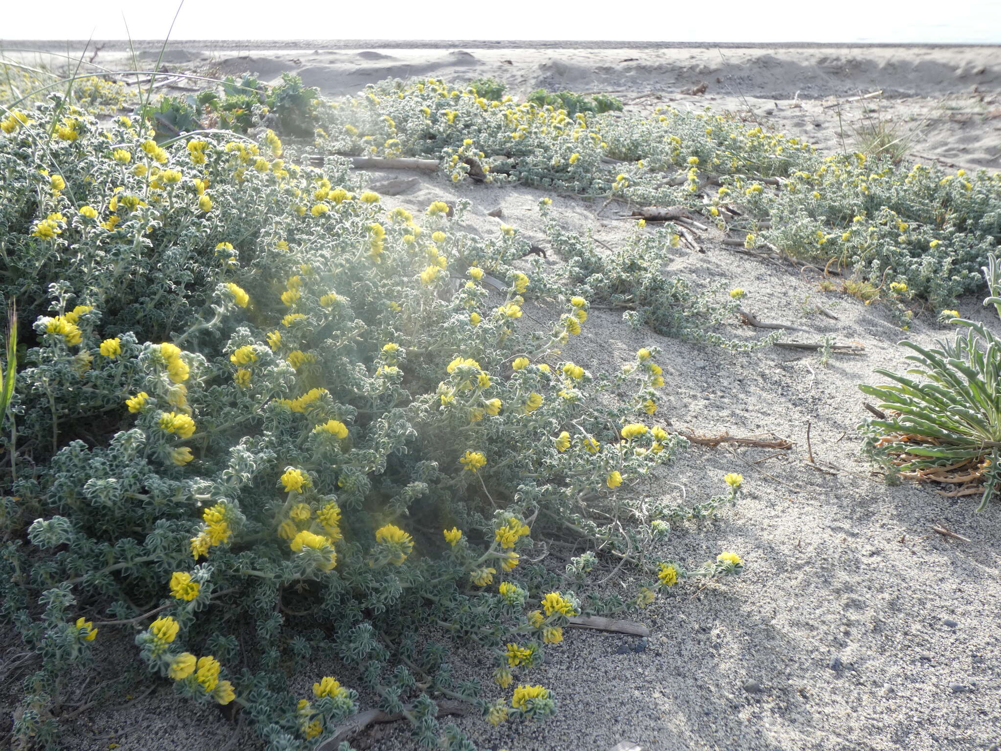 Plancia ëd Medicago marina L.