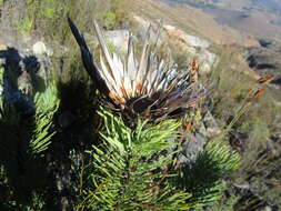 Image of Protea aristata Phillips