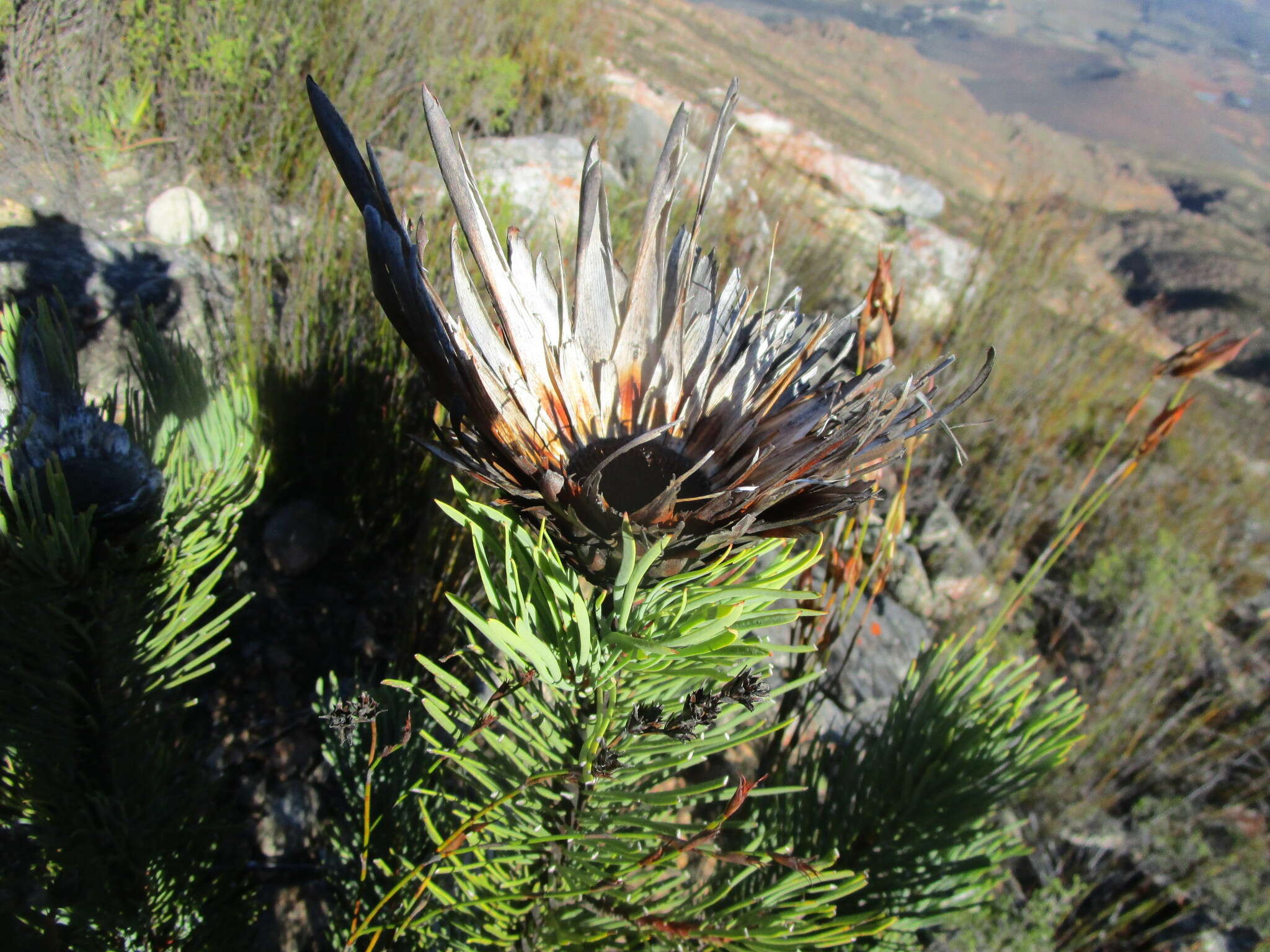 Image of Protea aristata Phillips