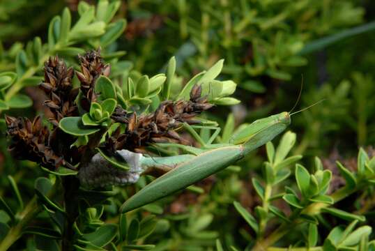 Image of New Zealand mantis