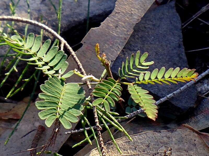 Image of Acacia constablei Tindale