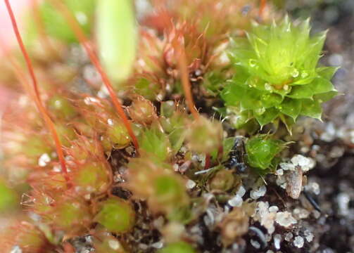 Image of Canary bryum moss