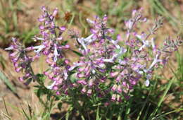 Image of Syncolostemon pretoriae (Gürke) D. F. Otieno