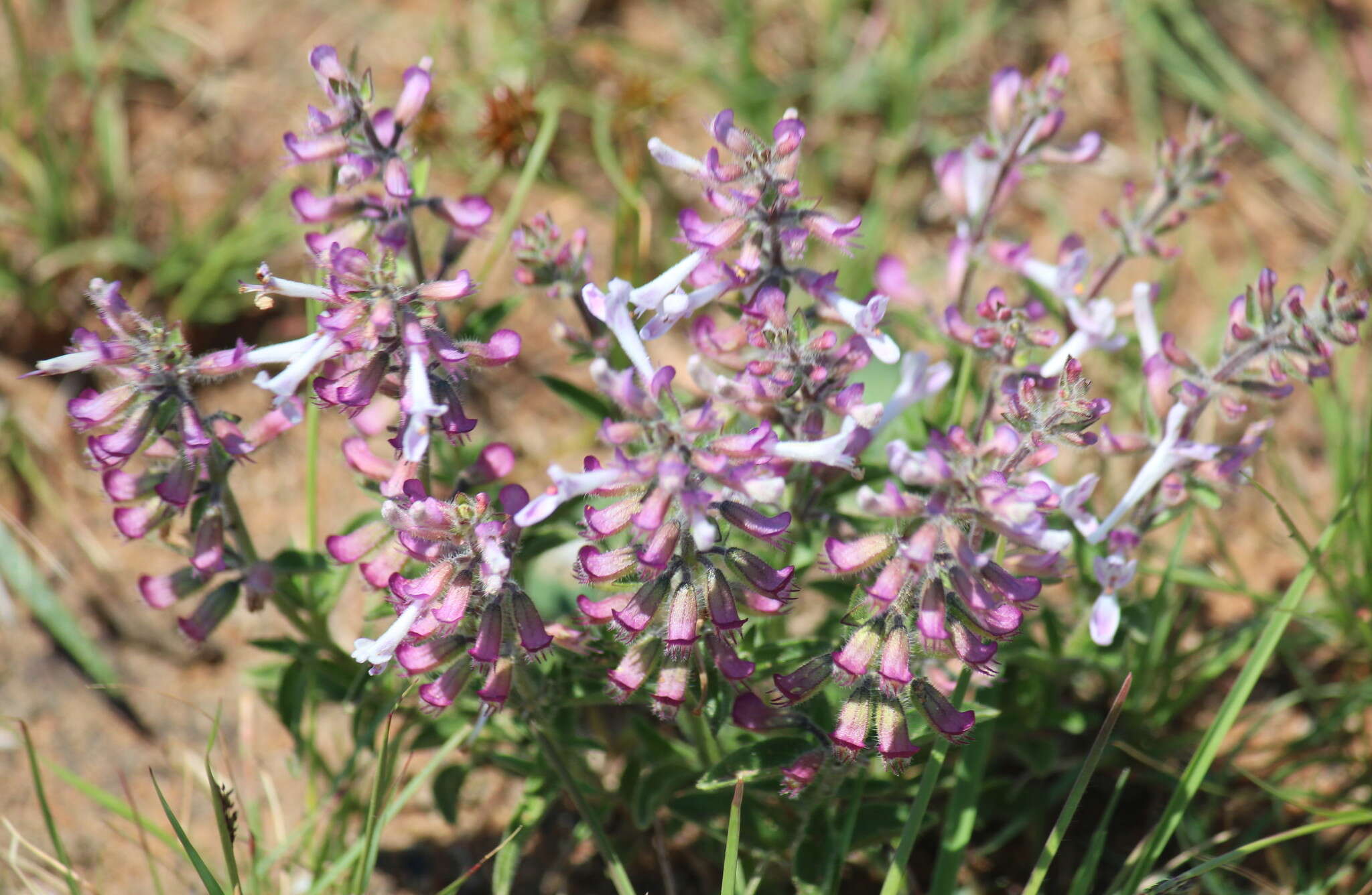 Imagem de Syncolostemon pretoriae (Gürke) D. F. Otieno