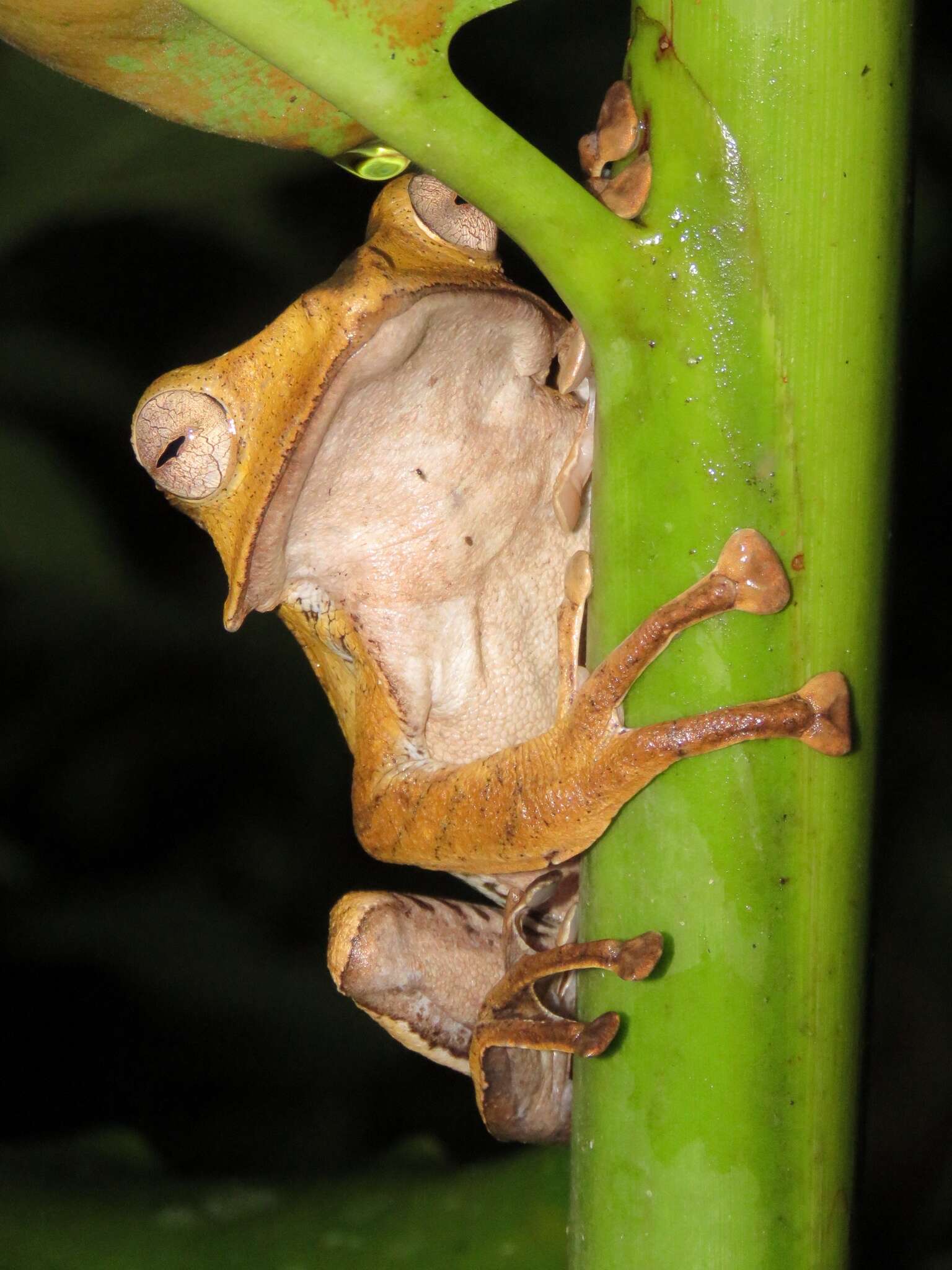 Image of File-Eared Tree Frog