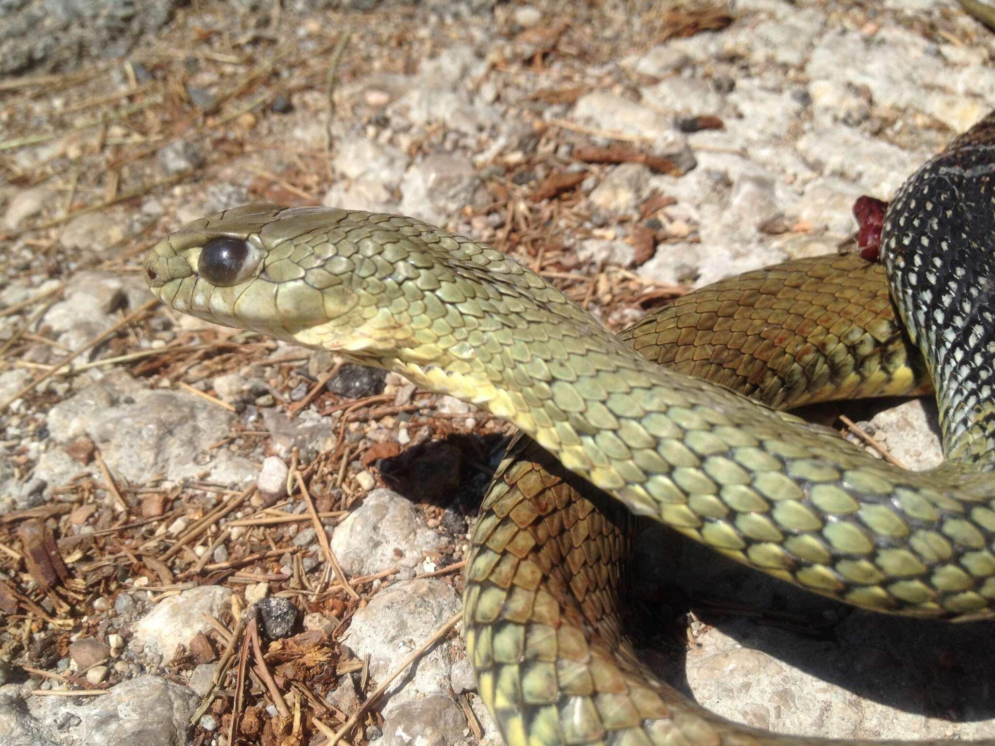 Image of Montpellier Snake