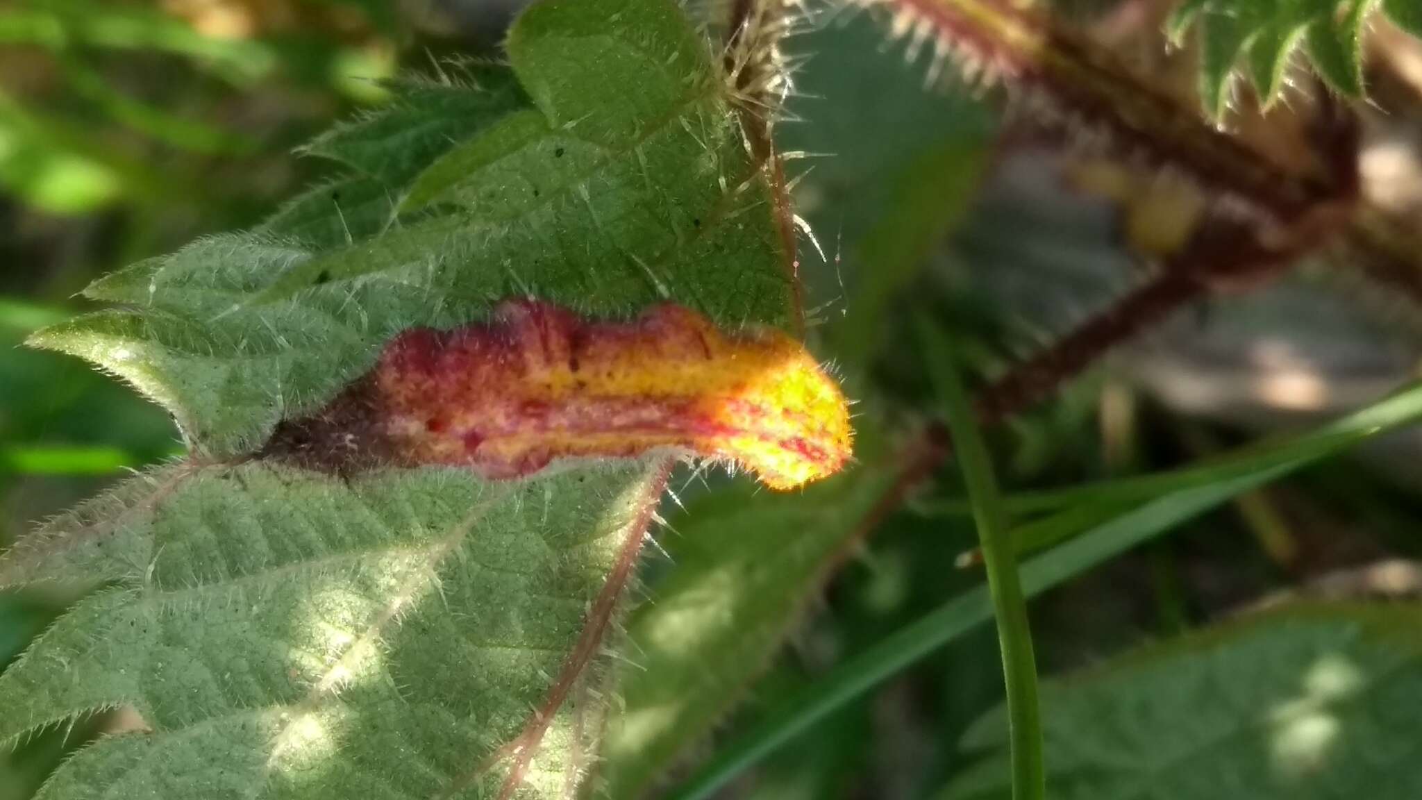 Image of nettle rust (fungus)