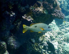 Image of Onespot seaperch