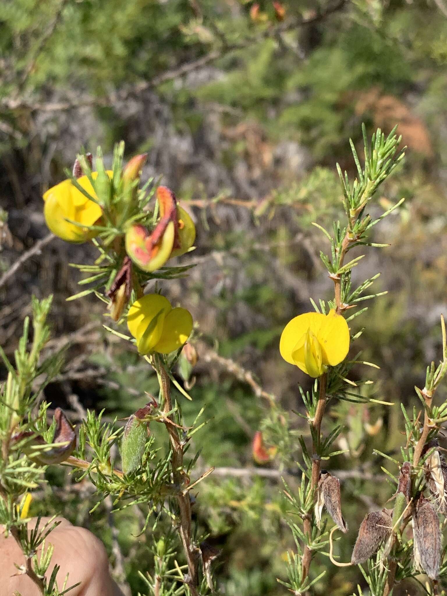 Image of Aspalathus uniflora L.