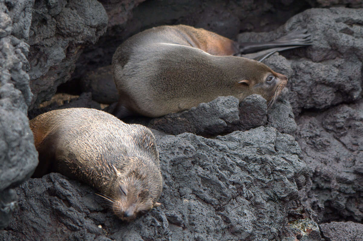 Image de Arctocéphale des Galapagos