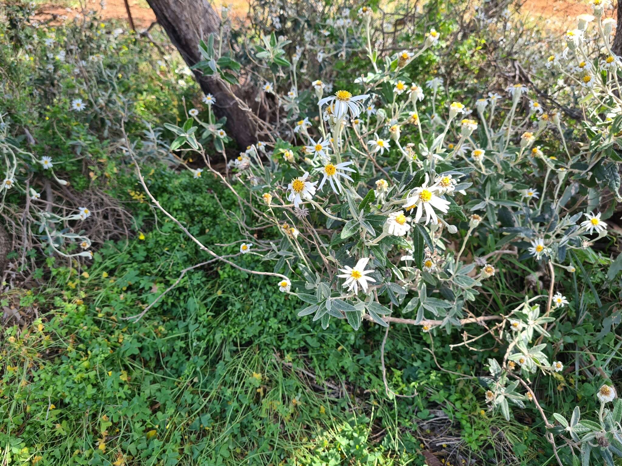 Olearia pannosa Hook. resmi