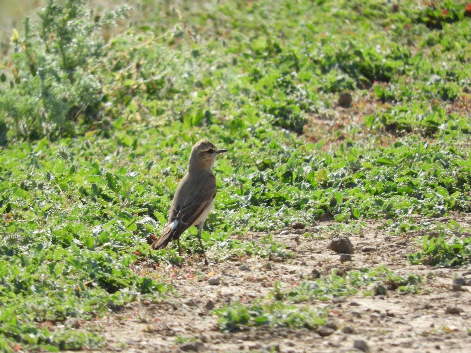 Image of Isabelline Wheatear