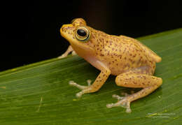 Слика од Pseudophilautus auratus (Manamendra-Arachchi & Pethiyagoda 2005)