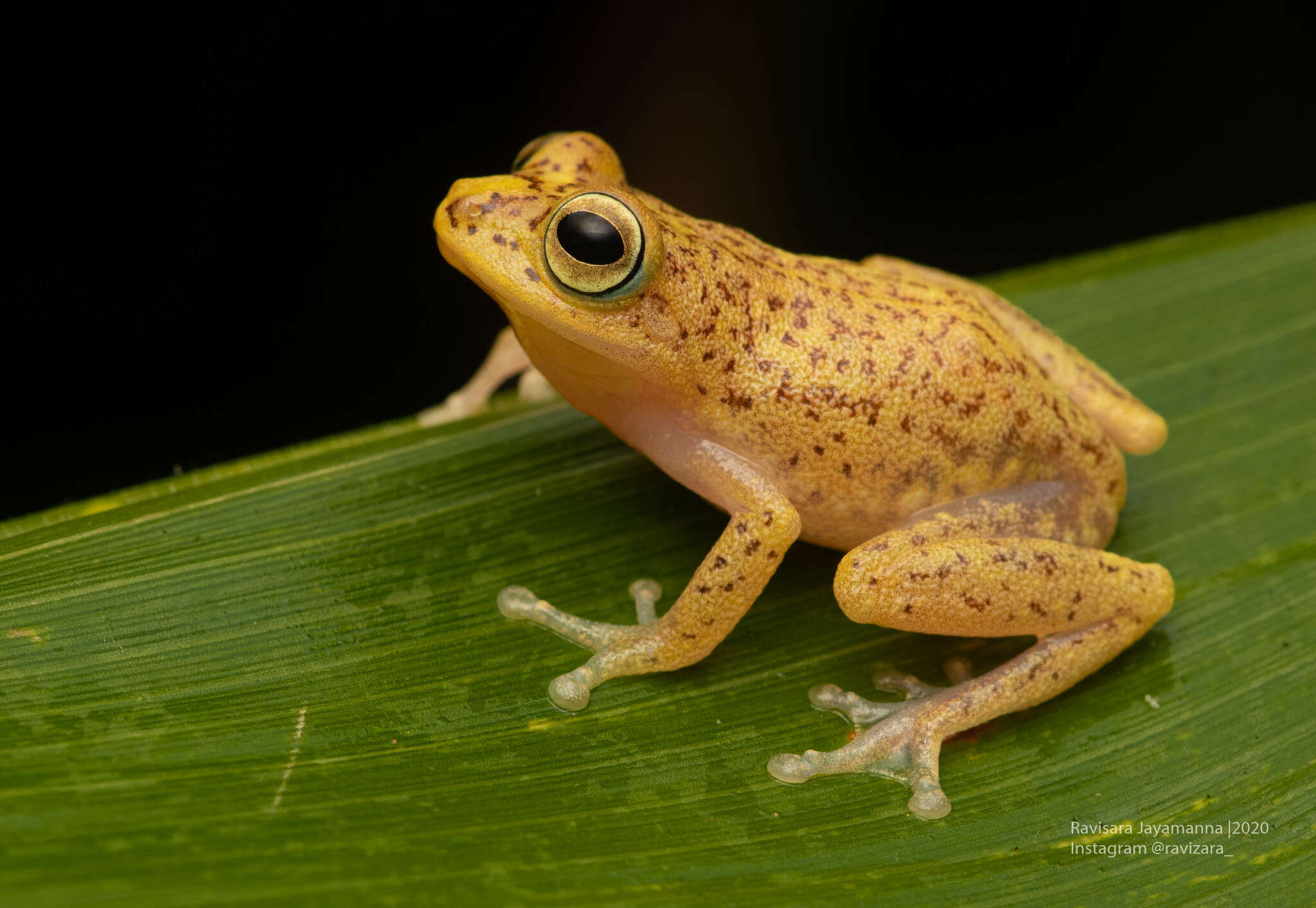 Слика од Pseudophilautus auratus (Manamendra-Arachchi & Pethiyagoda 2005)