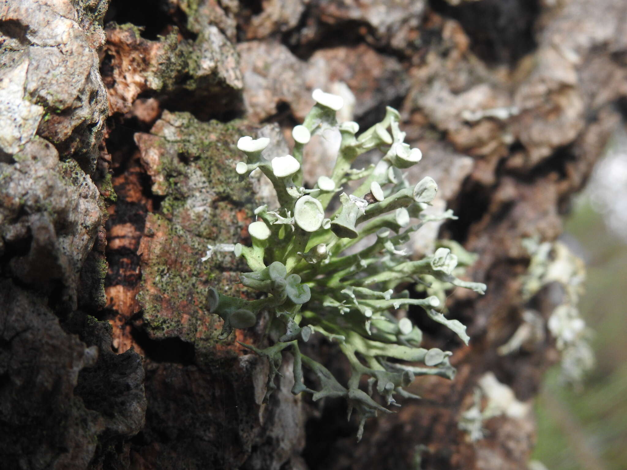 Imagem de Ramalina fastigiata (Pers.) Ach.