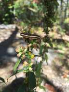 Image of Striped Garden Caterpillar