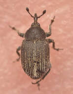 Image of Weevil