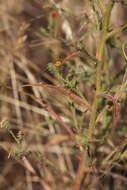 Plancia ëd Benitoa occidentalis (H. M. Hall) Keck