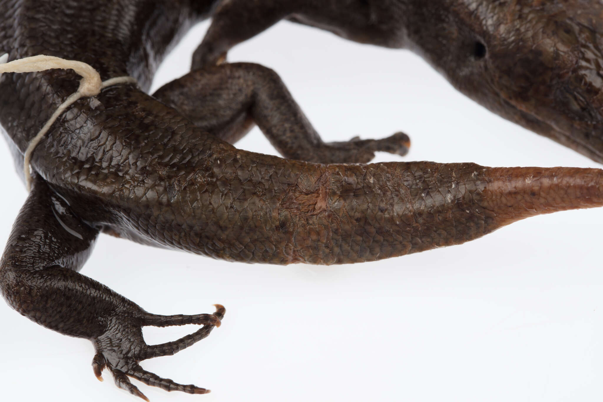 Image of Falla's Skink