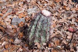 Melocactus pachyacanthus Buining & Brederoo resmi