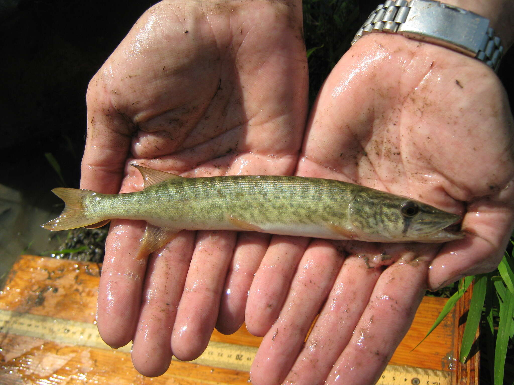 Image of Redfin Pickerel